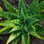 Aloe maculata (Aloe saponaria) – výška 50–60 cm, ⌀ 20–30 cm, kont. C6L